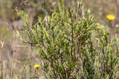 Styphelia triflora
