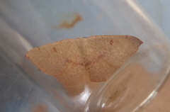 Cyclophora puppillaria