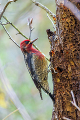 Sphyrapicus ruber ruber