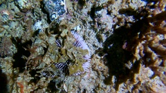 Sphaerechinus granularis