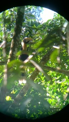 Buceros bicornis