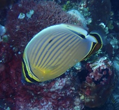 Chaetodon lunulatus