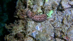 Holothuria sanctori