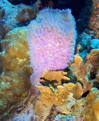 Callyspongia plicifera