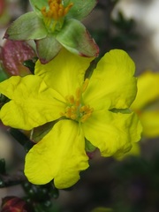 Hibbertia ericifolia