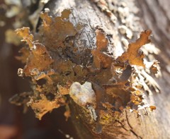 Tuckermanopsis chlorophylla