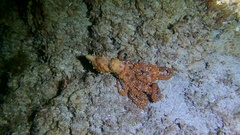 Callistoctopus macropus