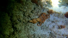 Callistoctopus macropus