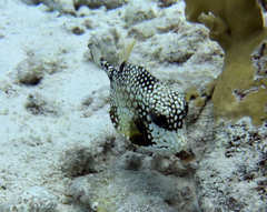 Lactophrys triqueter