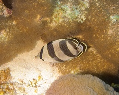 Chaetodon striatus