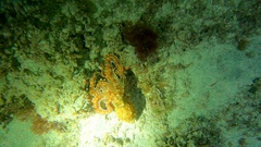 Callistoctopus macropus
