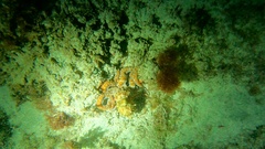 Callistoctopus macropus