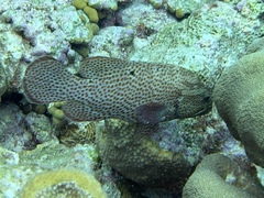 Cephalopholis cruentata