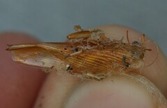 Shelfordella lateralis