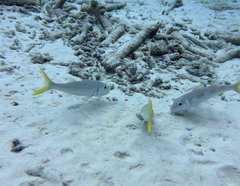 Mulloidichthys martinicus