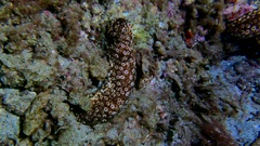 Holothuria sanctori