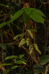 Alchornea laxiflora image
