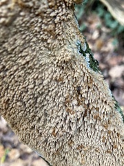 Basidioradulum radula