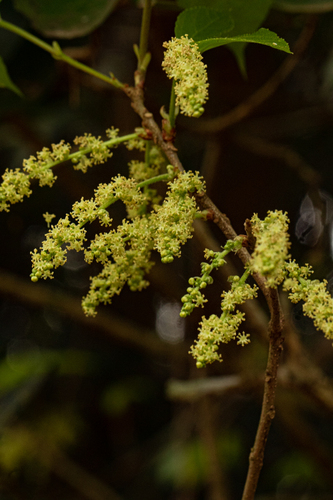 Alchornea laxiflora image