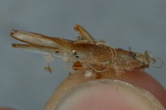 Shelfordella lateralis