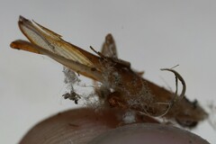 Shelfordella lateralis