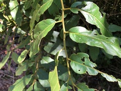 Cupaniopsis tomentella