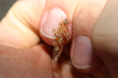 Shelfordella lateralis