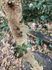 Basidioradulum radula