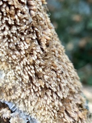 Basidioradulum radula