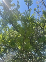 Vachellia robusta robusta