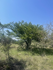 Vachellia robusta robusta