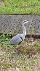 Ardea cinerea