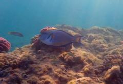 Acanthurus sohal