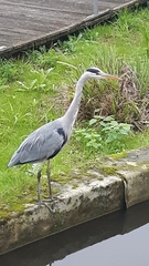 Ardea cinerea