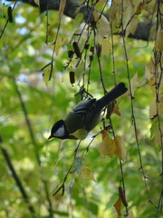 Parus major