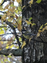 Parus major