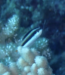 Thalassoma amblycephalus