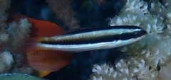 Thalassoma amblycephalus