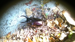 Chalcosoma