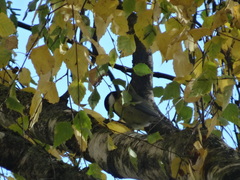 Parus major