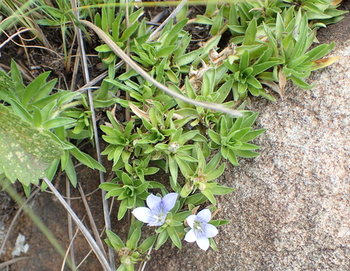 Image of Craterocapsa tarsodes by no rights reserved