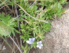 Craterocapsa tarsodes