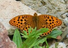 Argynnis anadyomene