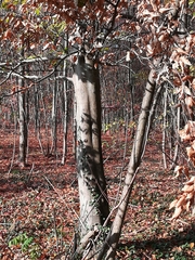 Fagus sylvatica