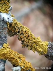 Xanthoria parietina