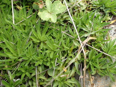 Craterocapsa tarsodes