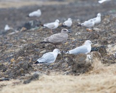 Larus glaucoides
