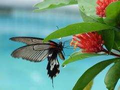 Papilio memnon heronus