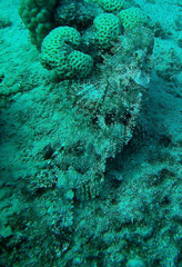 Scorpaenopsis barbata
