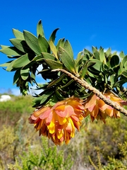 Liparia splendens splendens